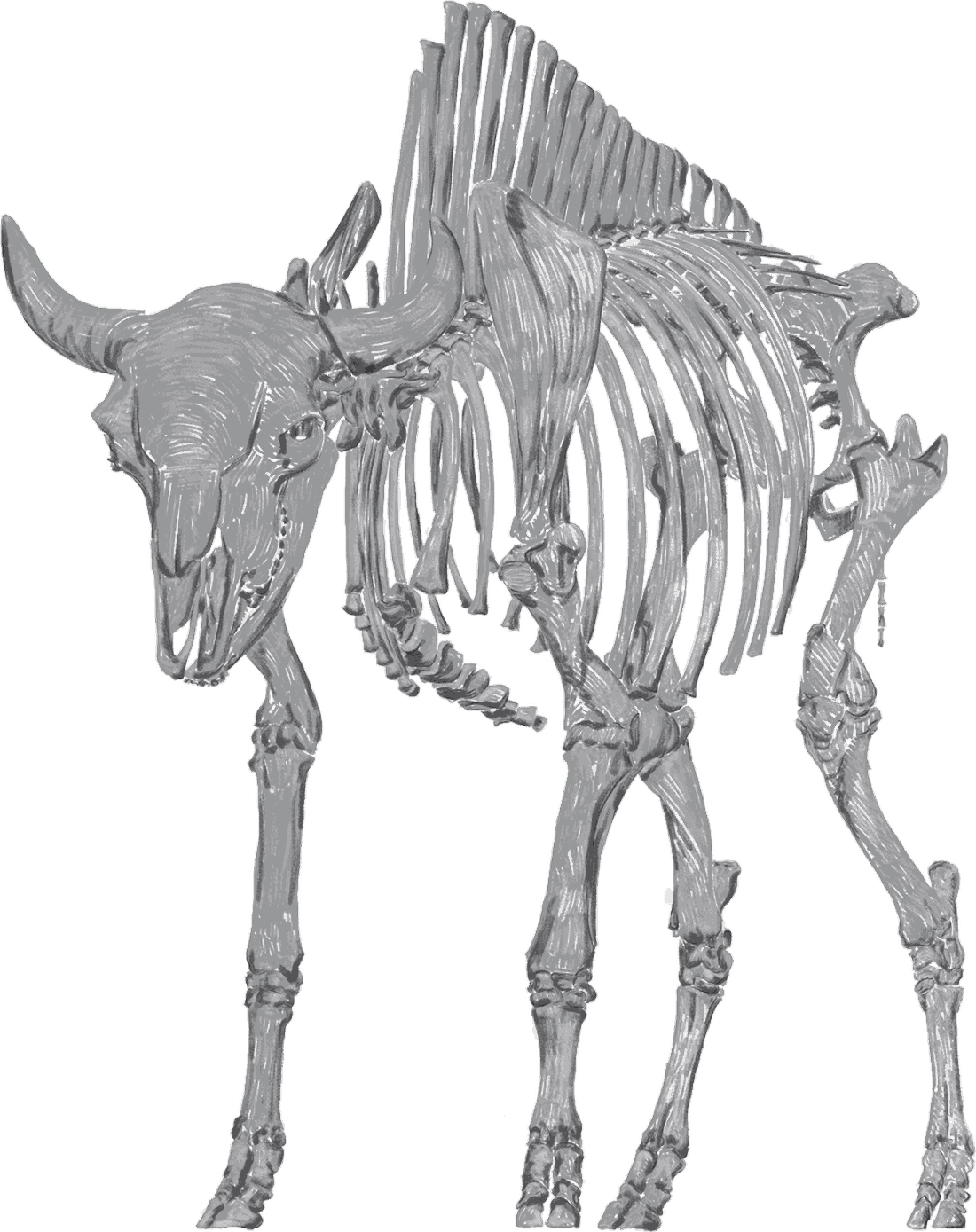 Line drawing of a bison skeleton